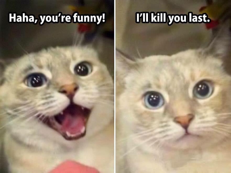 Meme Haha you're funny - I'll kill you last - Cat