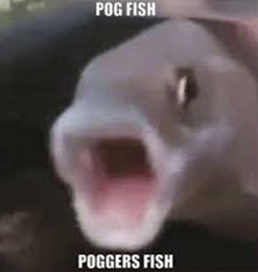 Meme Pog Fish Poggers