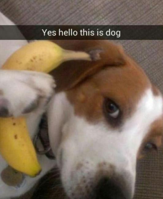 Meme Yes hello this is dog