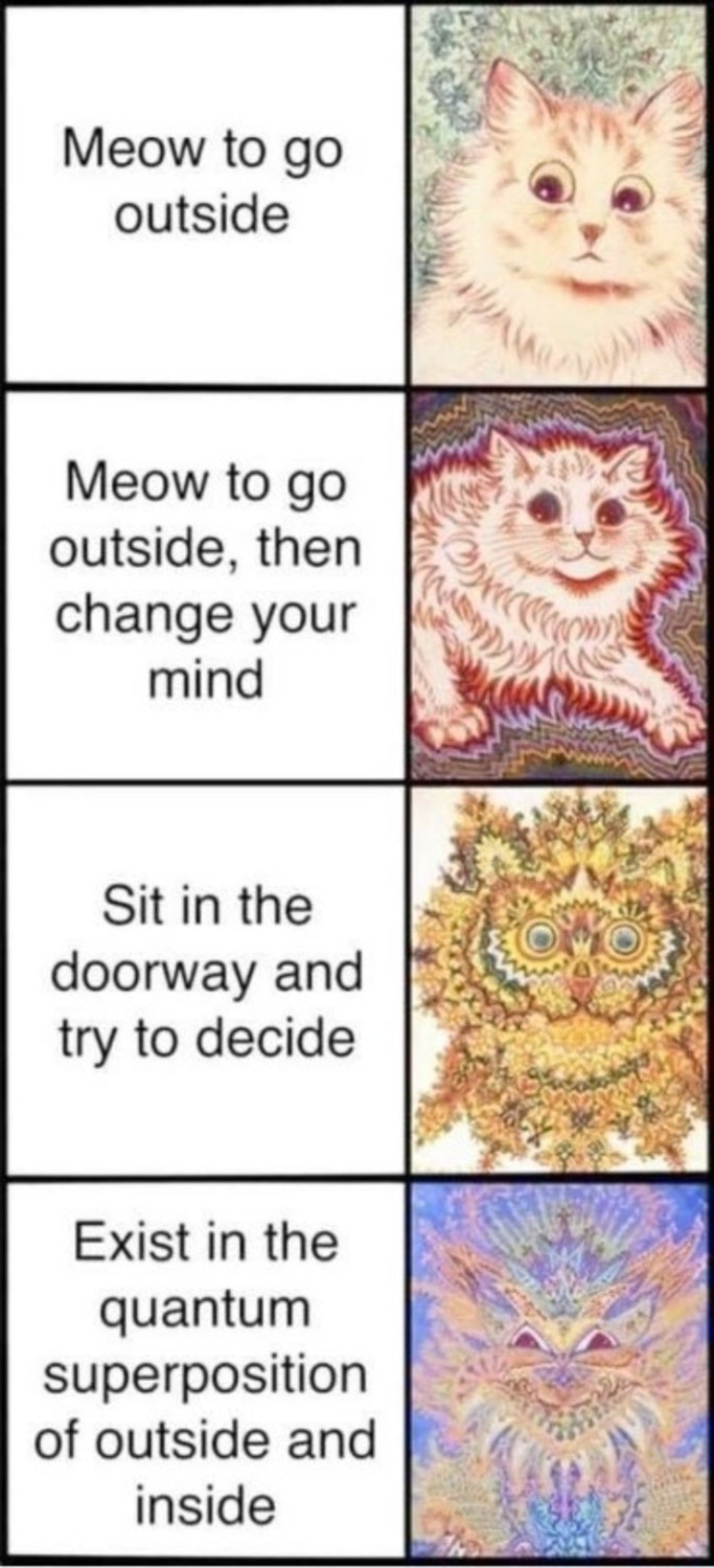 Meme Cat in the quantum superposition