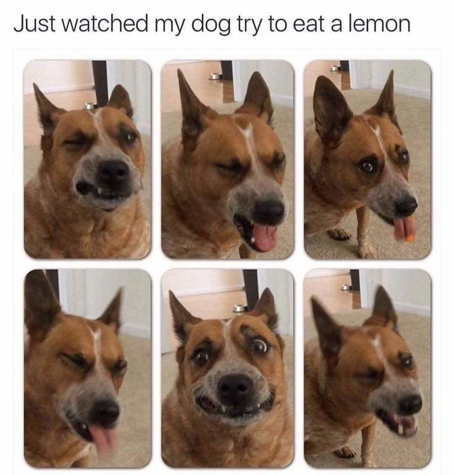 Meme Just watched my dog try to eat a lemon