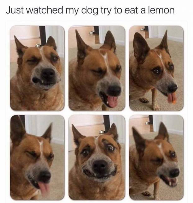 Just watched my dog try to eat a lemon