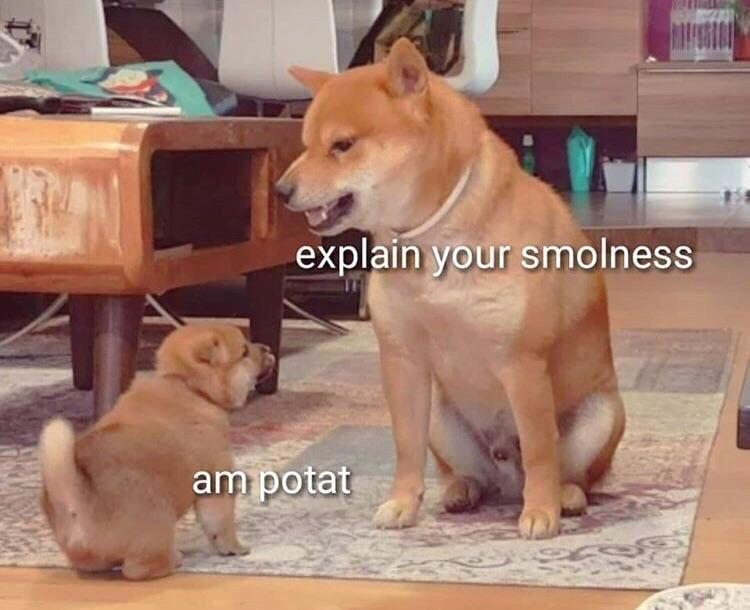 Meme Explain your smolness - Am potat