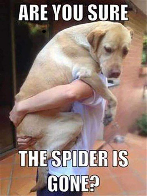 Meme Are you sure the spider is gone?