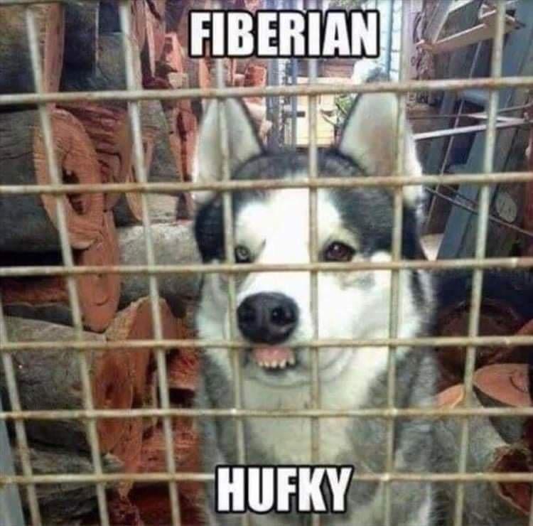 Meme Fiberian Hufky