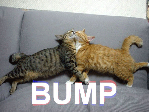 Meme Bump Cats