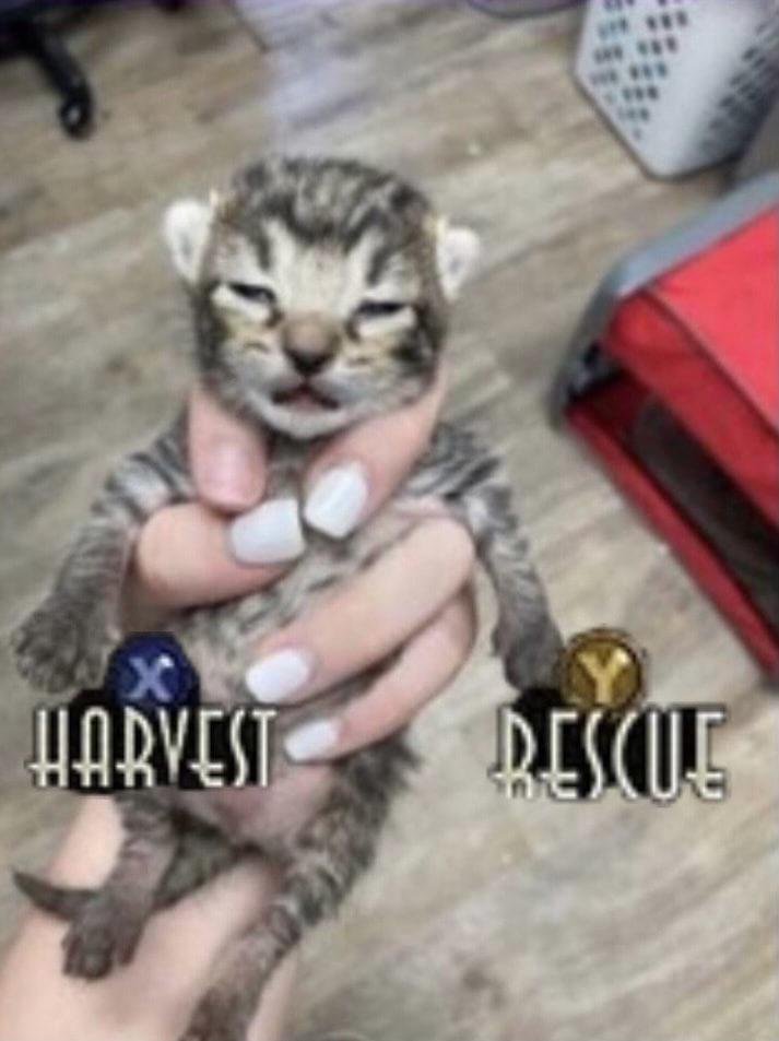 Meme Harvest - Rescue