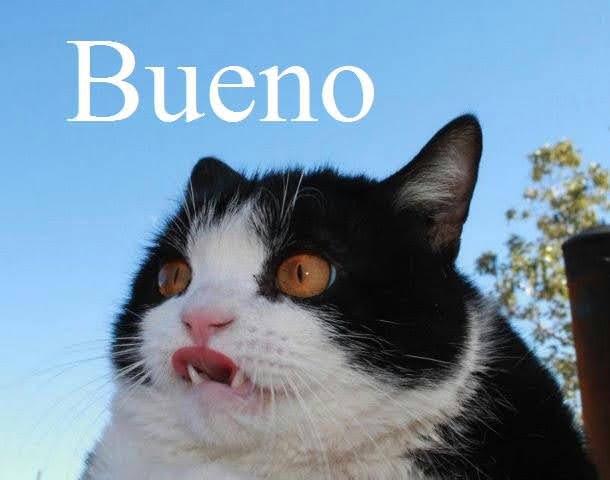 Meme Bueno Cat