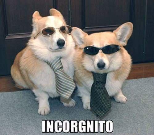 Meme Incorgnito