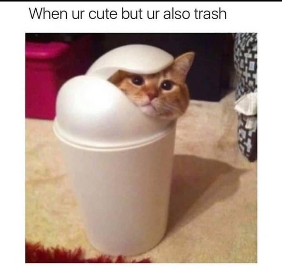 Meme When you are cute but also trash