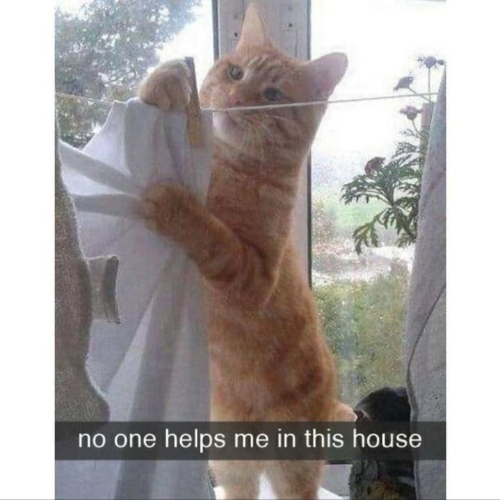 Meme No one helps me in this house - Cat