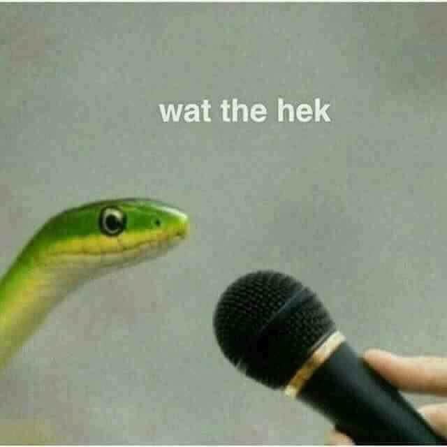 Meme snek wat the hek