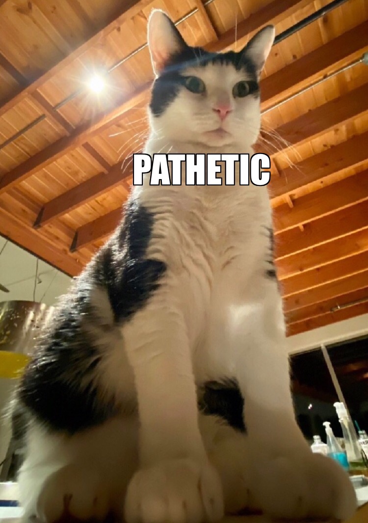 Meme Pathetic - Cat