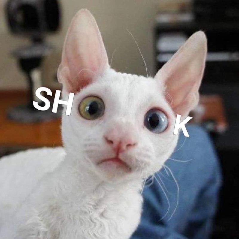 Meme Shook Cat