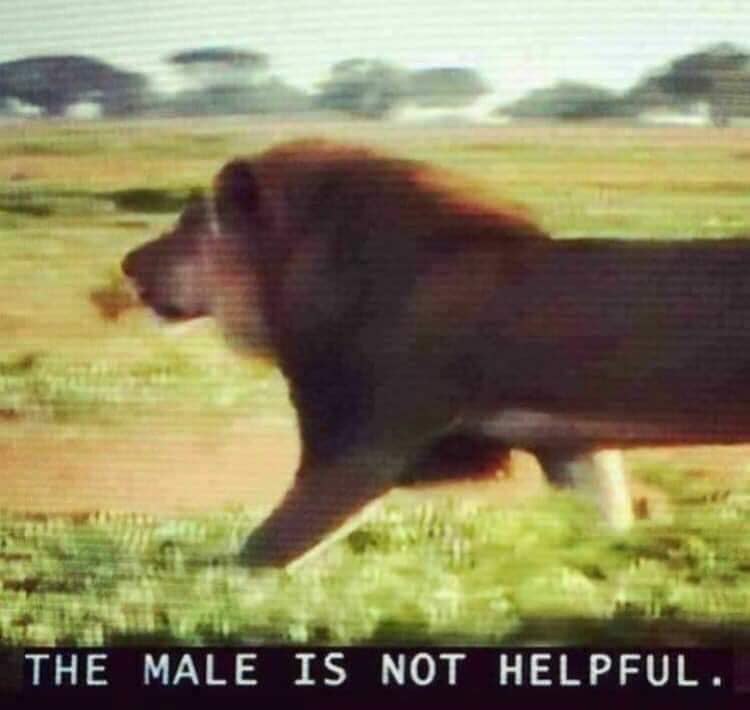 Meme The male is not helpful