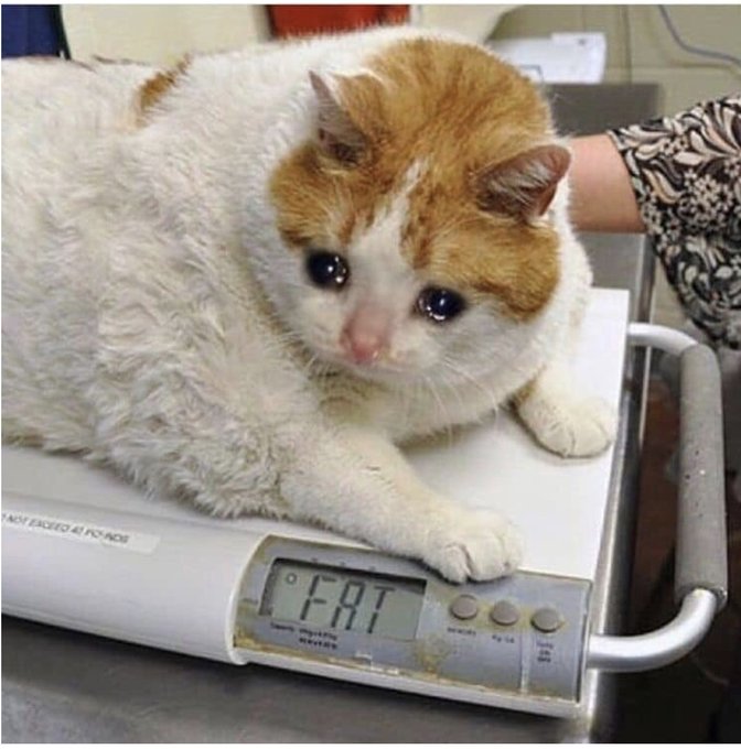 Meme Fat Cat Cry