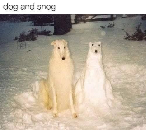 Meme Dog and Snog