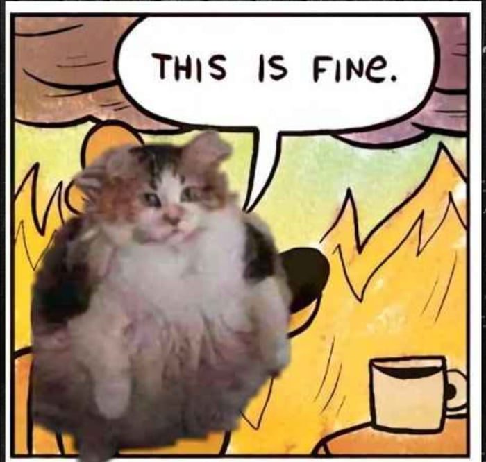 Meme This is fine - Cat