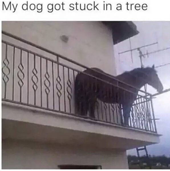 Meme My dog got stuck in a tree
