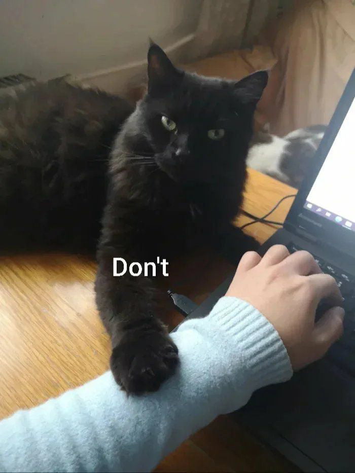 Meme Don't cat