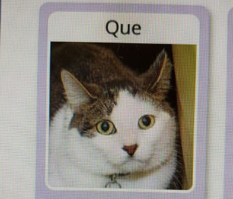 Meme Que - Cat