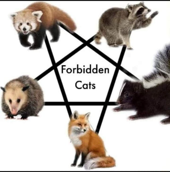 Meme Forbidden Cats