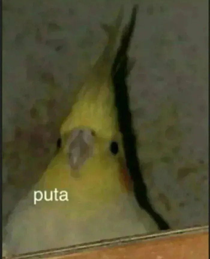 Meme puta - parrot