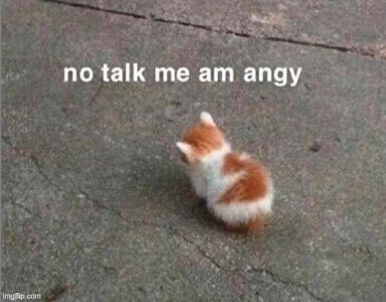 Meme No talk me am angy - Kitten