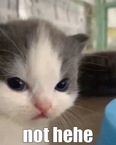 Meme not hehe kitten