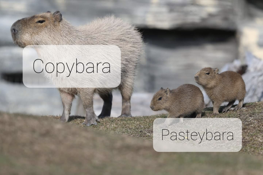 Meme Copybara - Pastebara