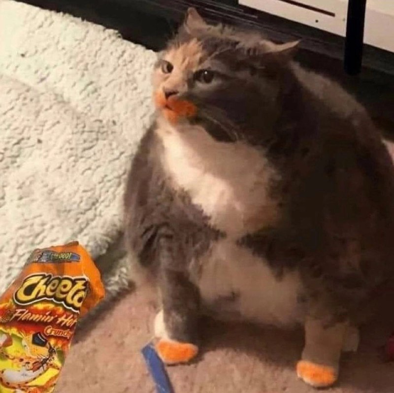 Meme Cheetos Cat