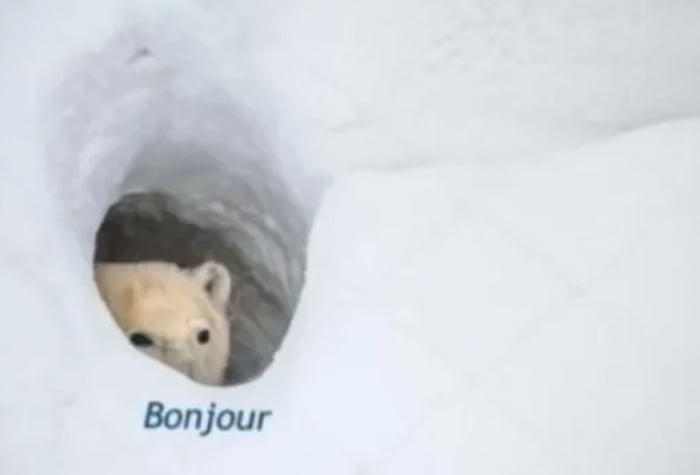 Meme Bonjour Bear