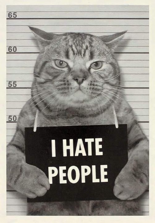 Meme I hate people - Cat