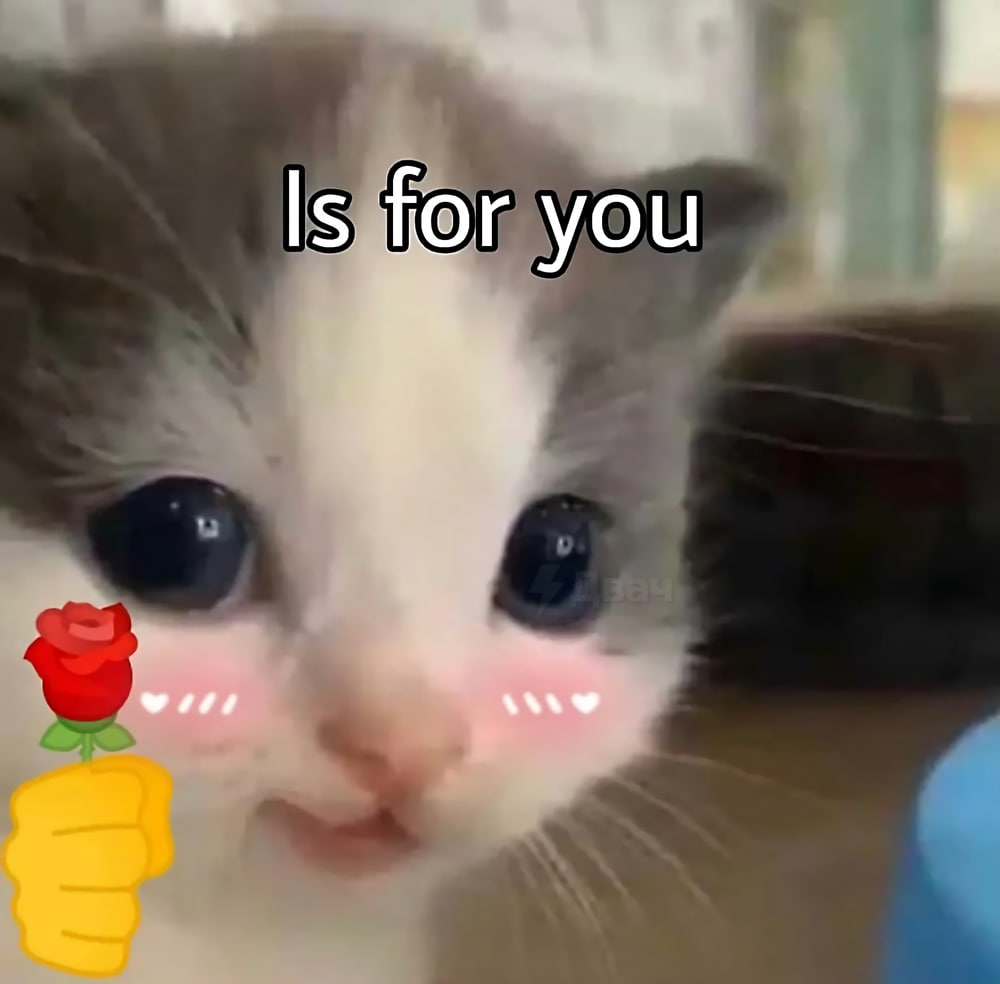 Meme is for you - kitten