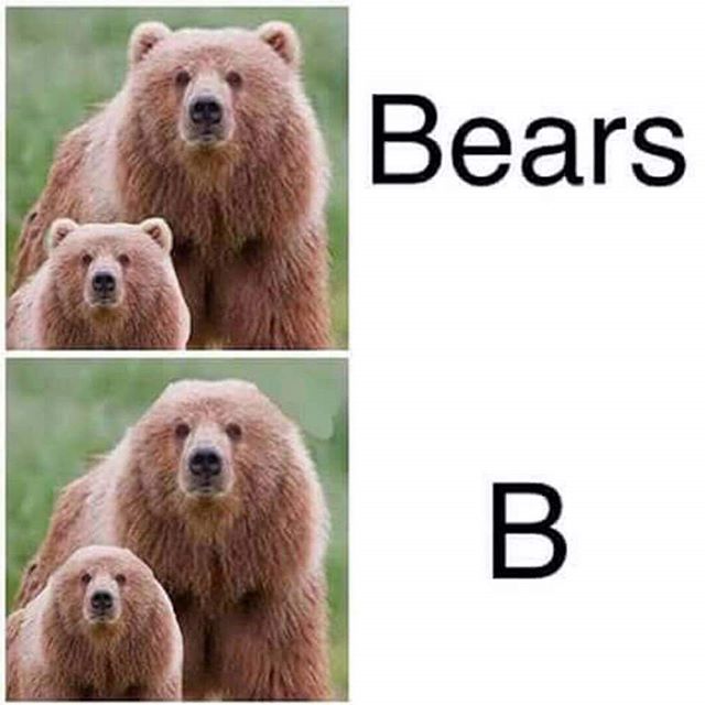 Meme Bears - Pun