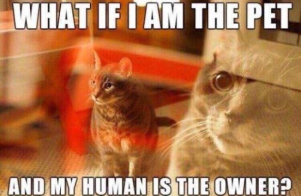 Meme What if I am the pet and my human is the owner?
