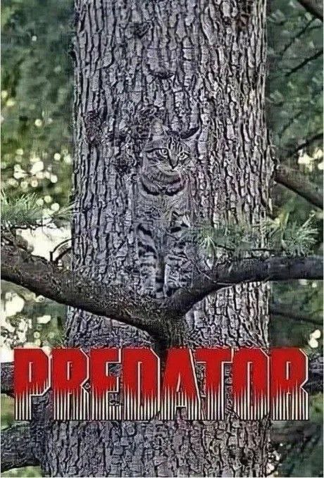 Meme Predator Cat