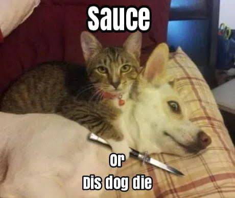 Meme sauce or dis dog die