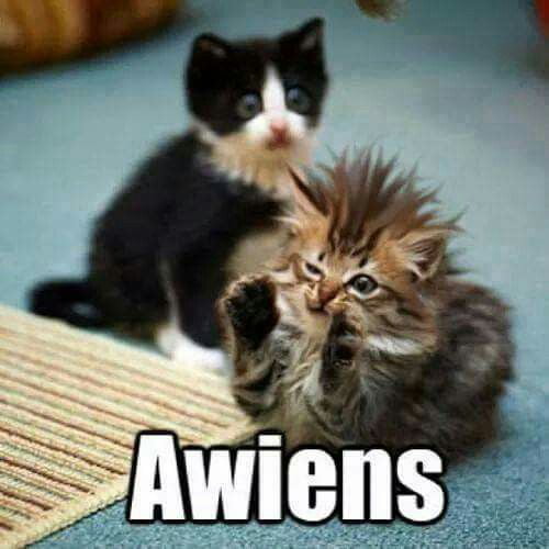 Meme Awiens - Kittens