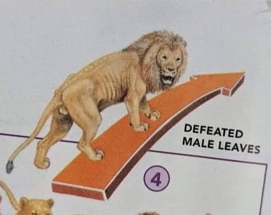 Meme defeated male leaves - lion