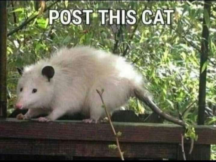 Meme post this cat