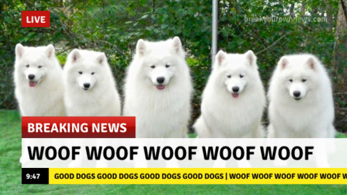 Meme Woof woof woof - Breaking news
