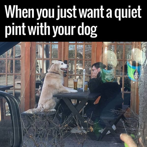 Meme When you just want a quiet pint with your dog
