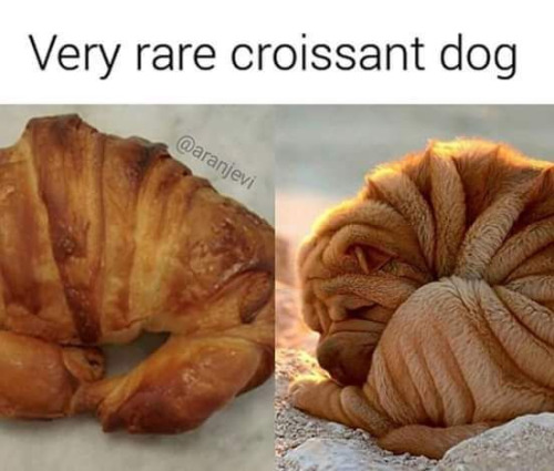 Meme Rare Croissant Dog