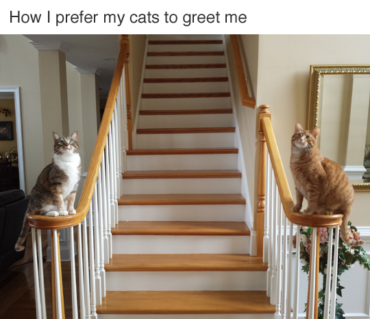 Meme How I prefer my cats to greet me